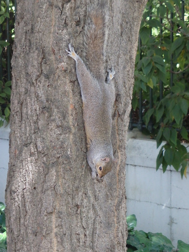 Squirrel observed just south of St George's Church.